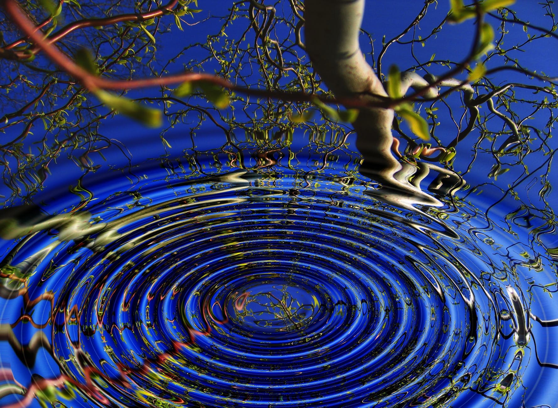 hypnotized by a drop of water in a pond